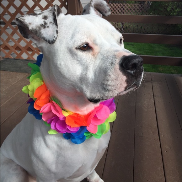 Meet your Posher, Julie - Picture 5 of 9